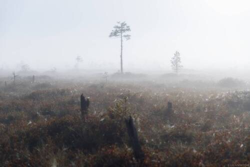 Туманная ночь на болоте в полнолуние
