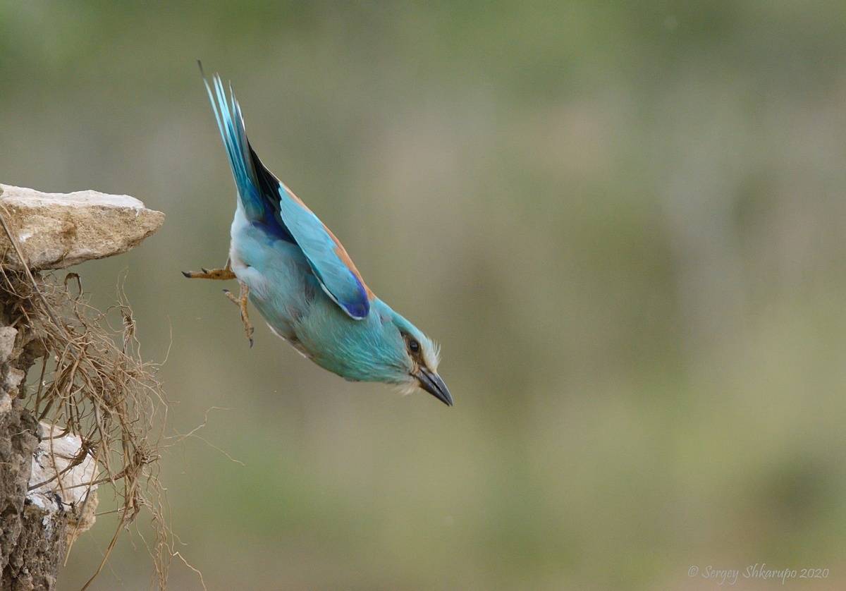 Сизоворонка, Сергей Шкарупо