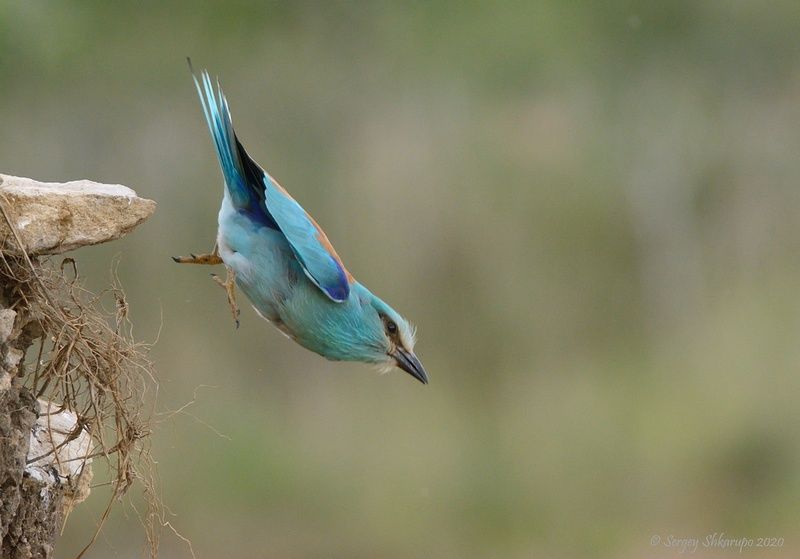 Сизоворонка Все нормально, падаю фото превью
