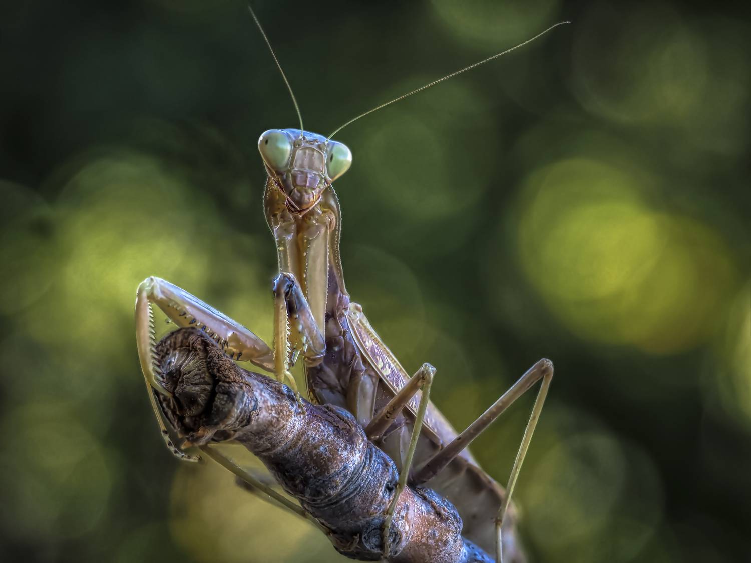 , Олег Савицкий