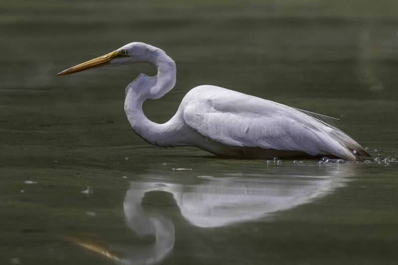Great egret фото превью