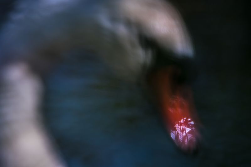 лебедь шипун, расфокус Видение фото превью