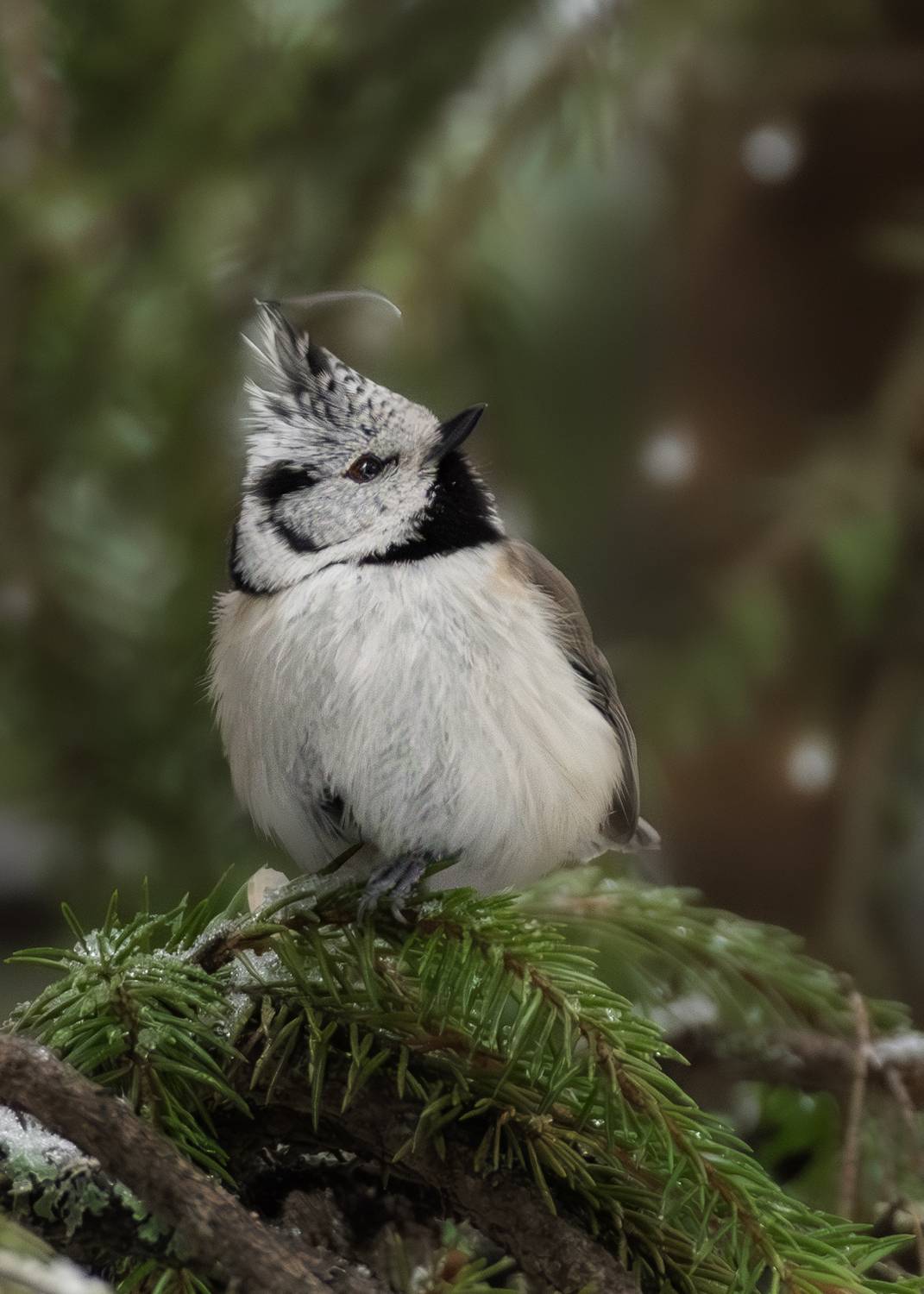 wildlife, birdwatching, nature, bird photography, птица, фотоохота, природа, гренадерка, Полина Шальнева