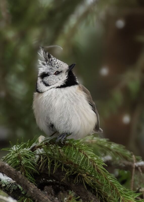 wildlife, birdwatching, nature, bird photography, птица, фотоохота, природа, гренадерка Гренадерка фото превью