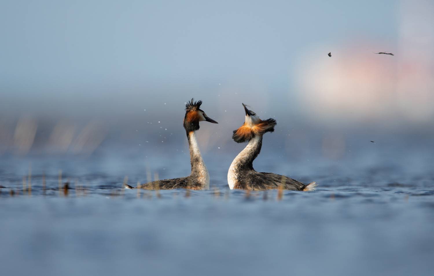 чомга, большая поганка, птица, финский залив, весна, любовь, Дмитрий Федорако