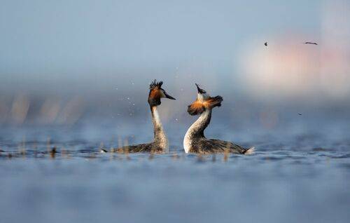В ритме танца // In the rhythm of the dance