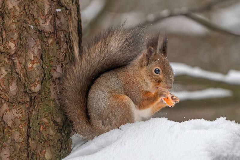 фото превью