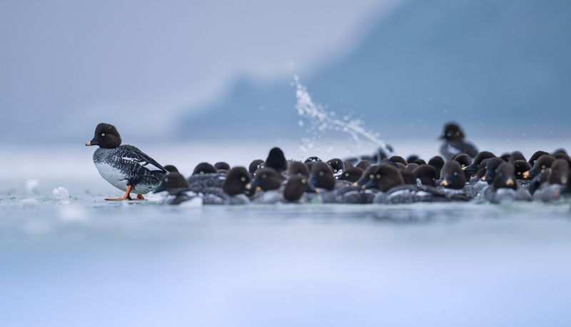 Leader фото превью