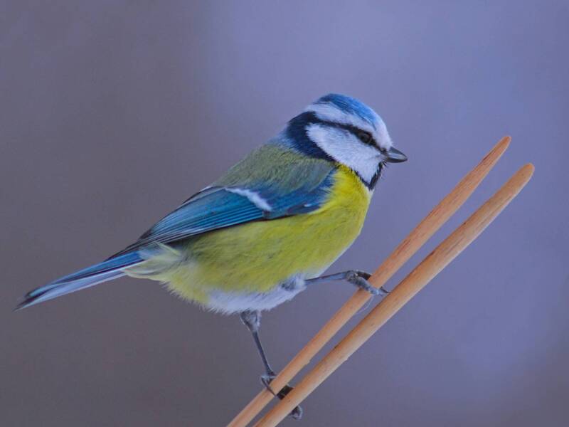 лазоревка, parus caeruleus Фристайл фото превью