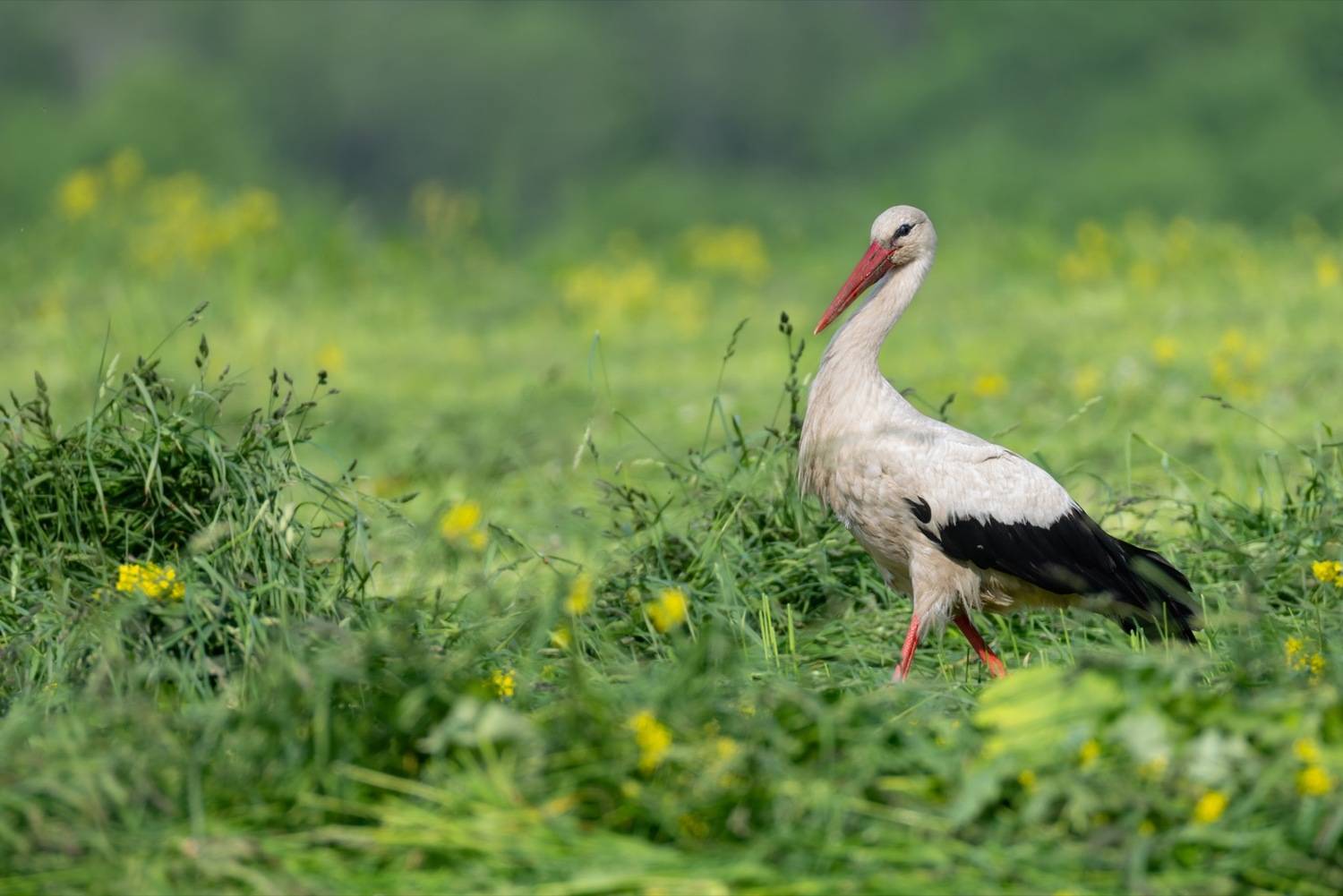 аист, птицы, Ruslan Pl