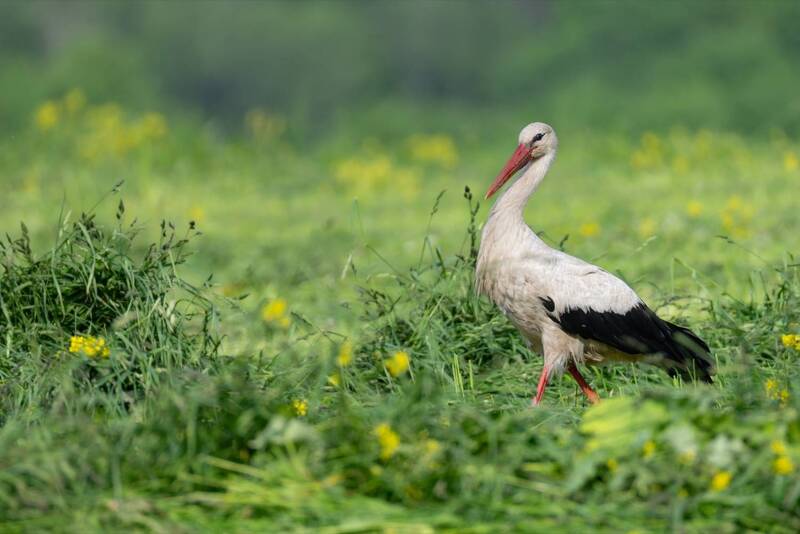 аист, птицы  фото превью