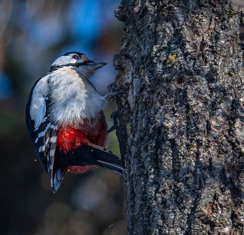 фото превью