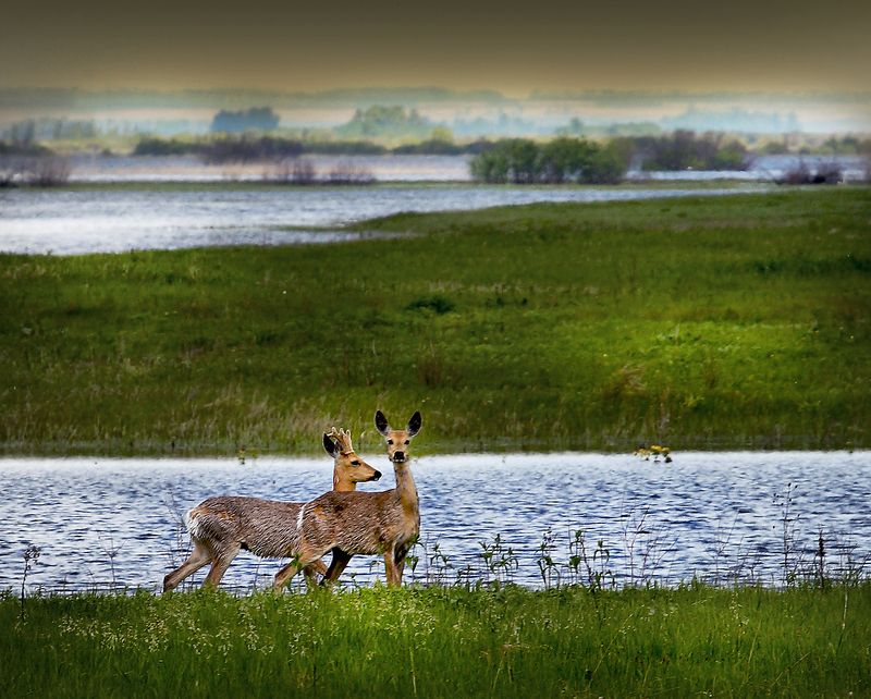 Половодье фото превью