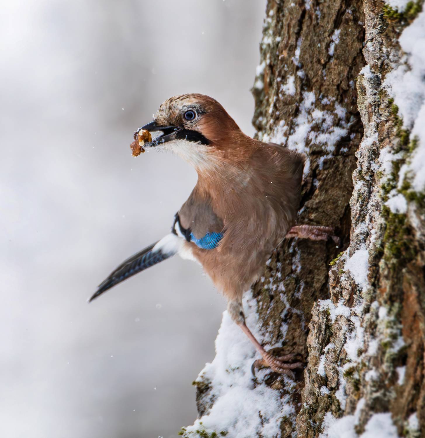 сойка, птицы, птицы россии, зима, лес, лесные птицы, животные, природа, Жгилёв Сергей