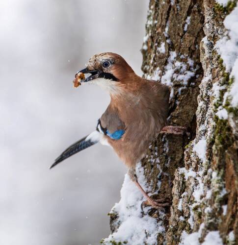 Сойка(Garrulus glandarius).