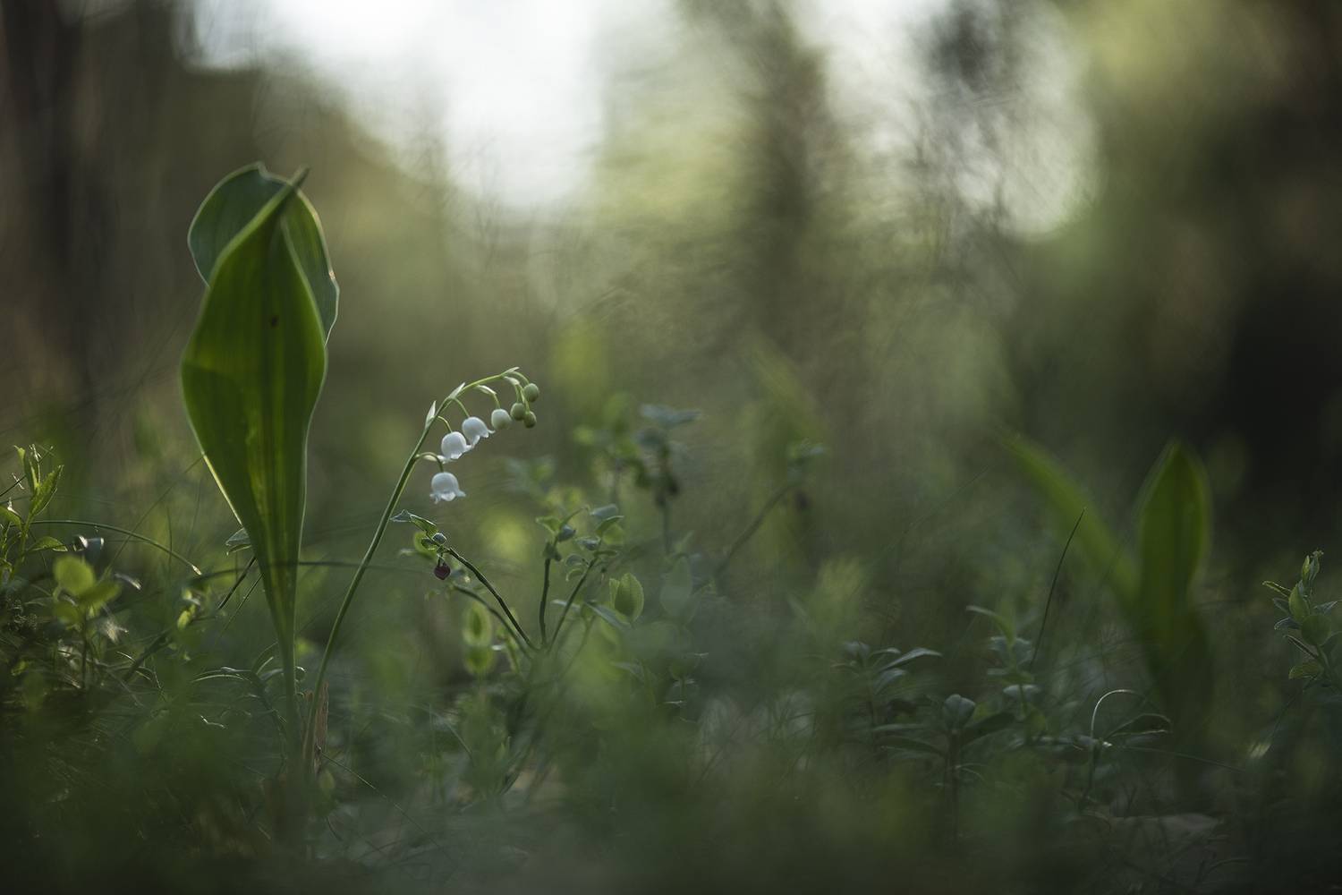 утро, свет, лес, цветок, ландыш, природа, nikon d 850, Мещеряков Геннадий