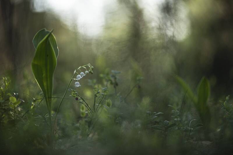 утро, свет, лес, цветок, ландыш, природа, nikon d 850 Утро... фото превью