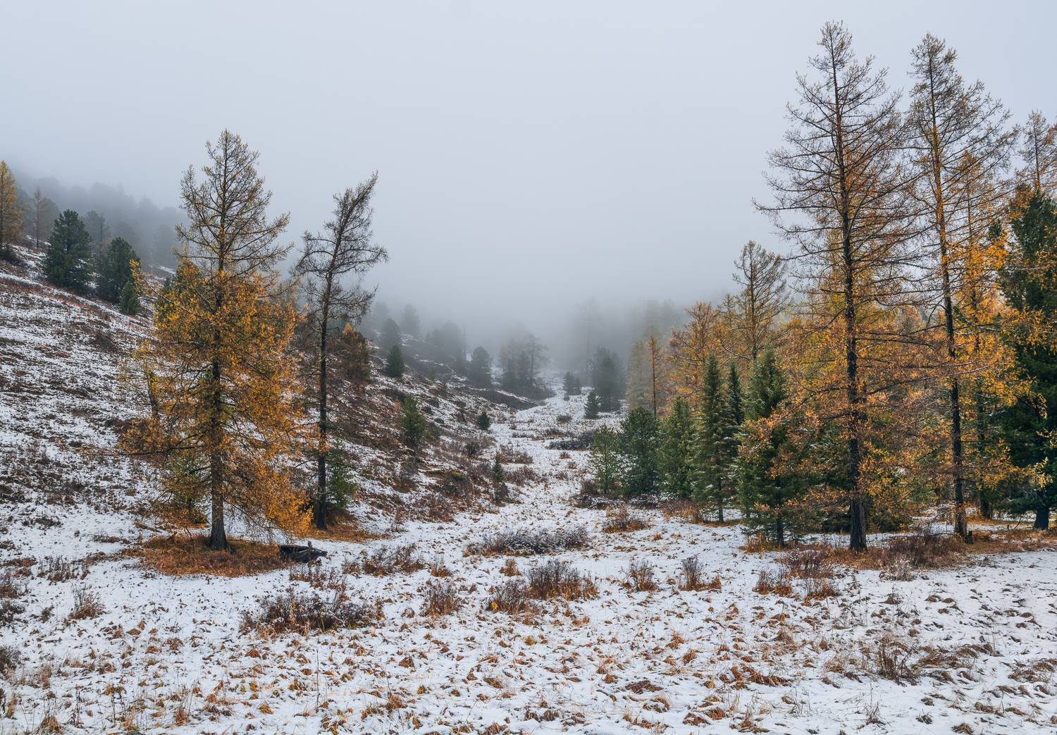 россия, горный алтай, осень, туман, Андрей Поляков