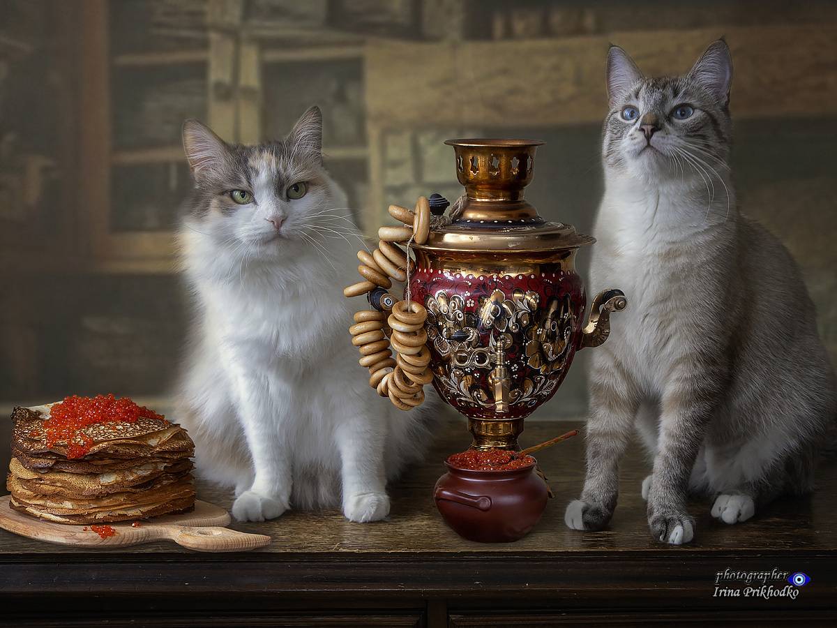 кошки, домашние животные, питомцы, Масленица, блины, Приходько Ирина