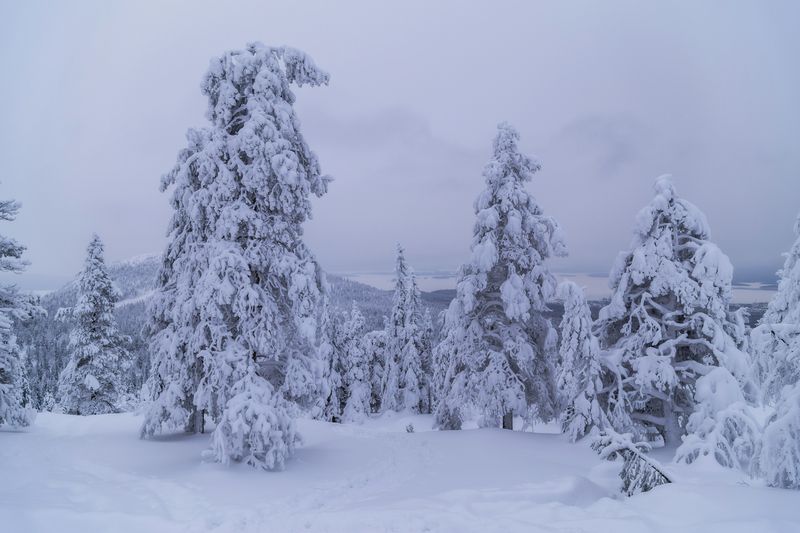 Мурманская область, Кольский полуостров, Кандалакша, Волосяная сопка Заполярье фото превью