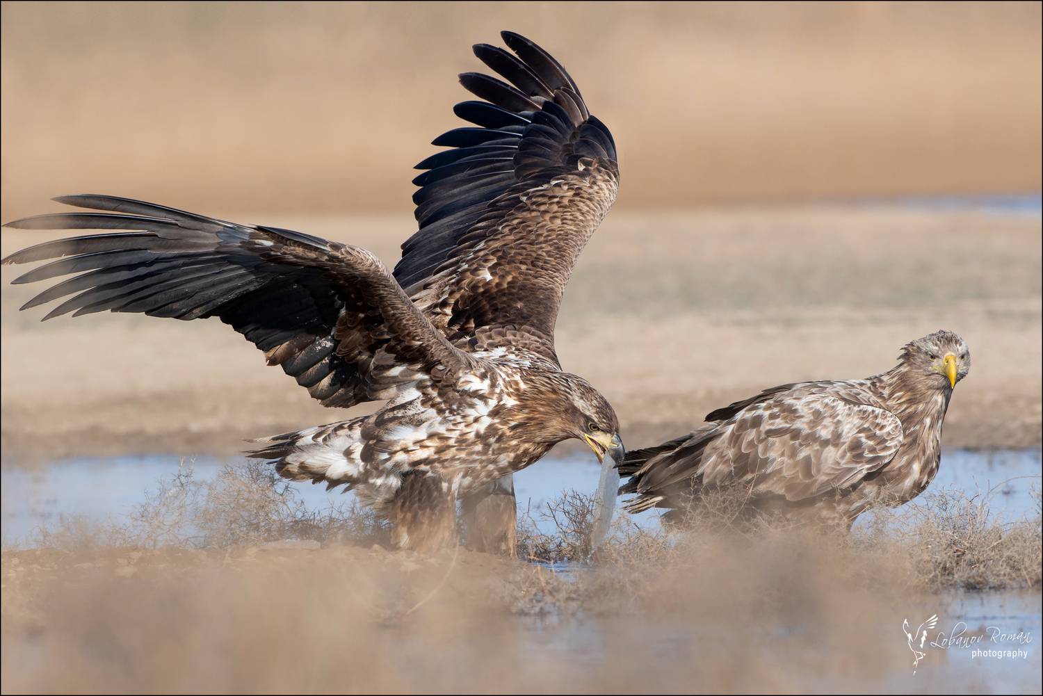 , Лобанов Роман