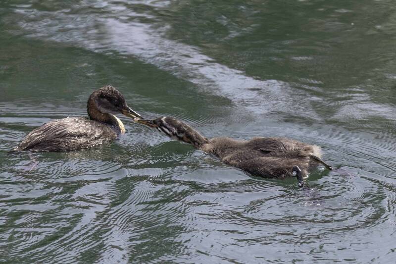 Red-necked grebe фото превью