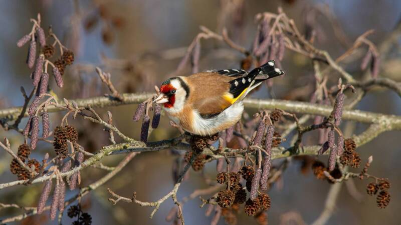 щегол, черноголовый щегол, обыкновенный щегол, european goldfinch, goldfinch, carduelis carduelis, парк имени макса ашманна Щегол на ольхе фото превью