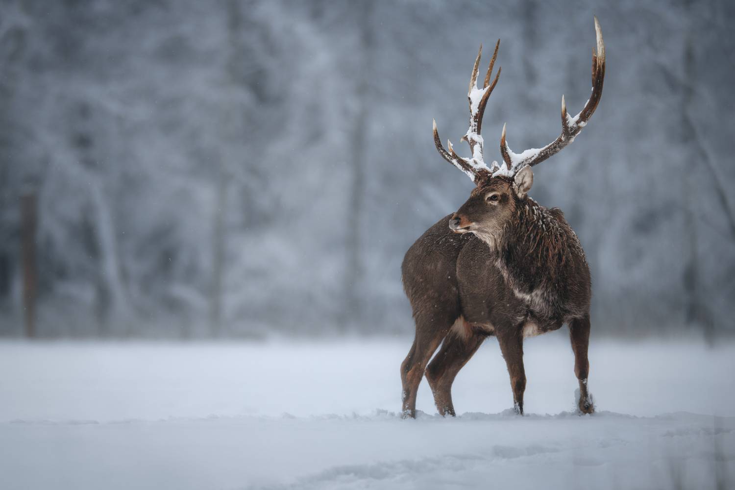 deer, stag, winter, snow, antlers, wildlife, nature, forest, animal, outdoors, mammal, олень, рога, природа, зима, красный бор, животные, Андрей