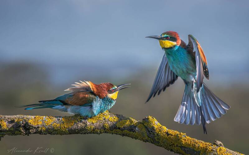 щурка, золотистая щурка, пчелоедка, merop apiaster Не пущу! фото превью