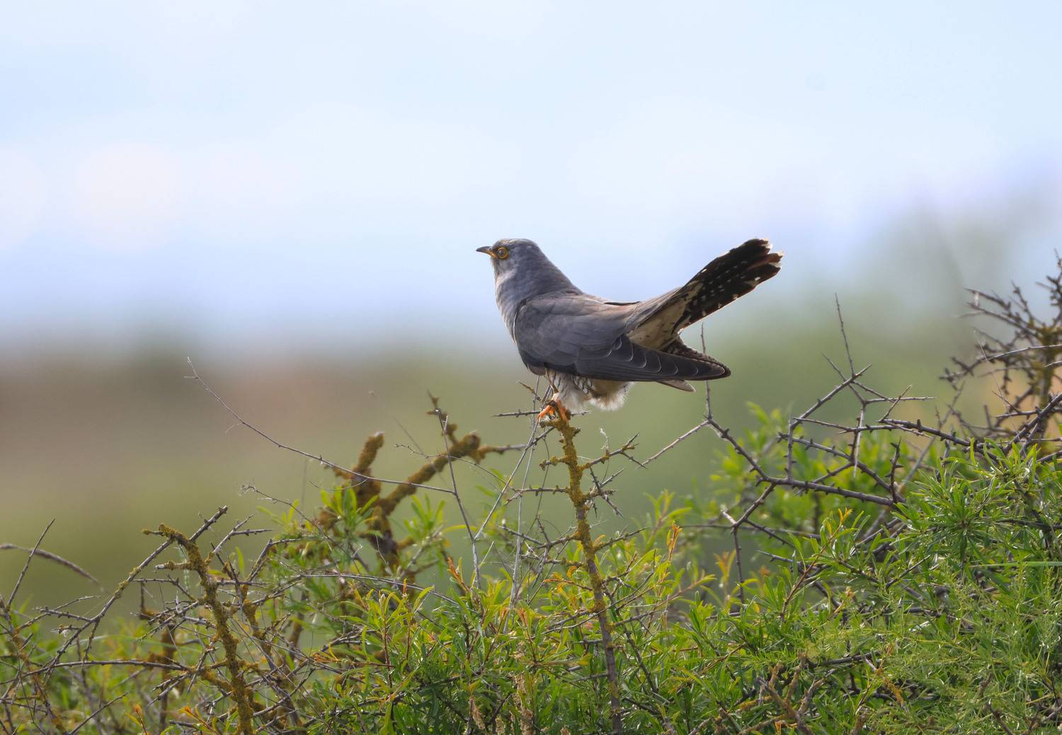 кукушка, озеро аджи папас, Marat Magov