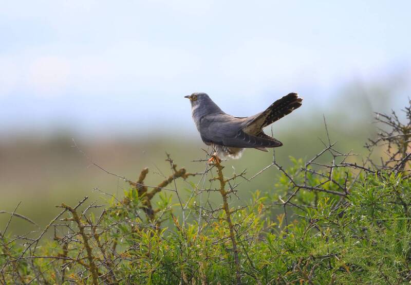 кукушка, озеро аджи папас *** фото превью