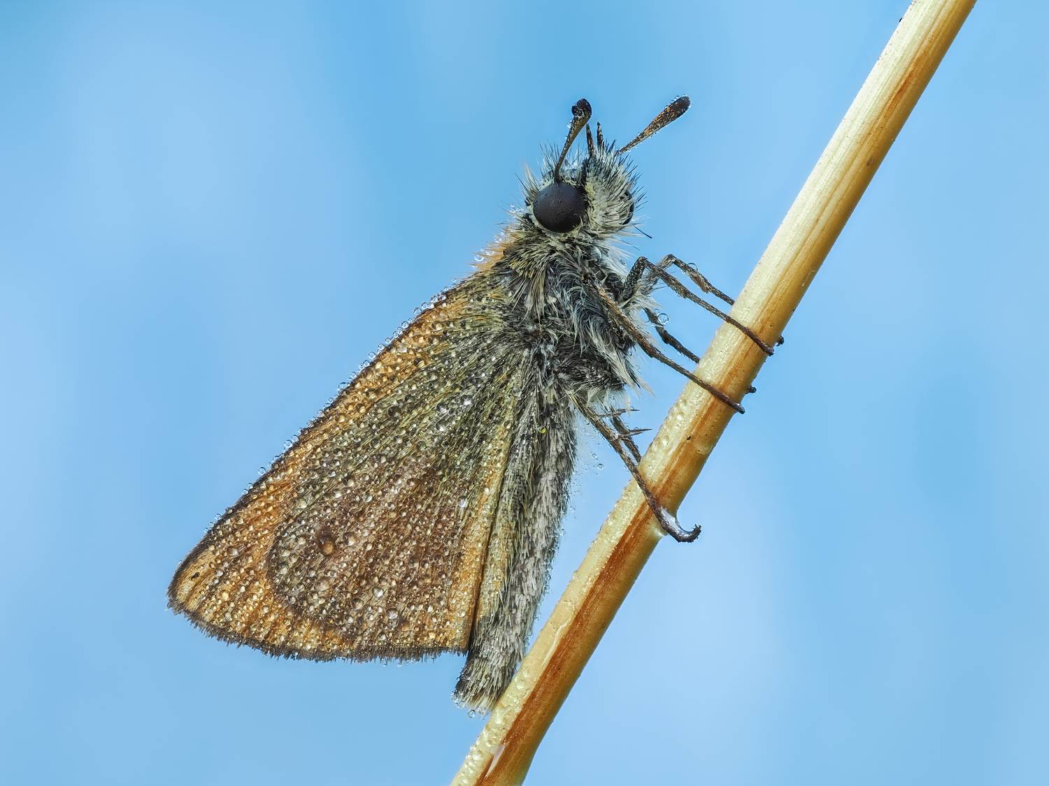 , Глеб Коровко