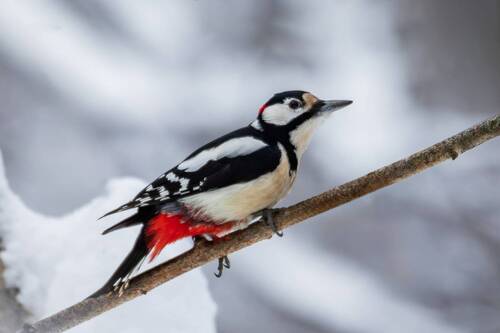 Большой пёстрый дятел( Dendrocopos major).