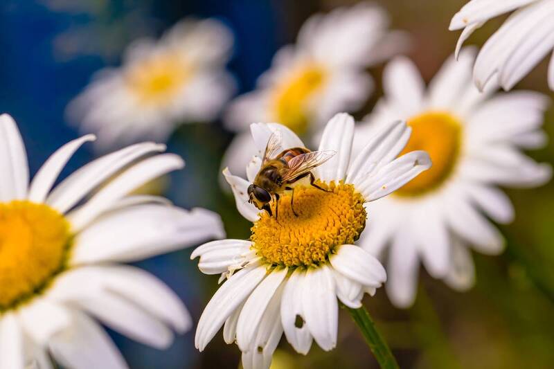 .... фото превью