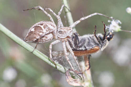 обеденный перерыв