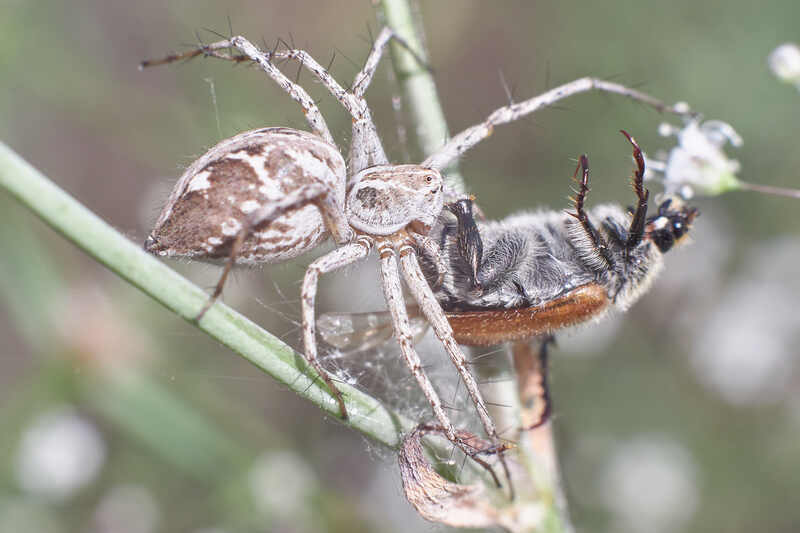 паук, хищник обеденный перерыв фото превью