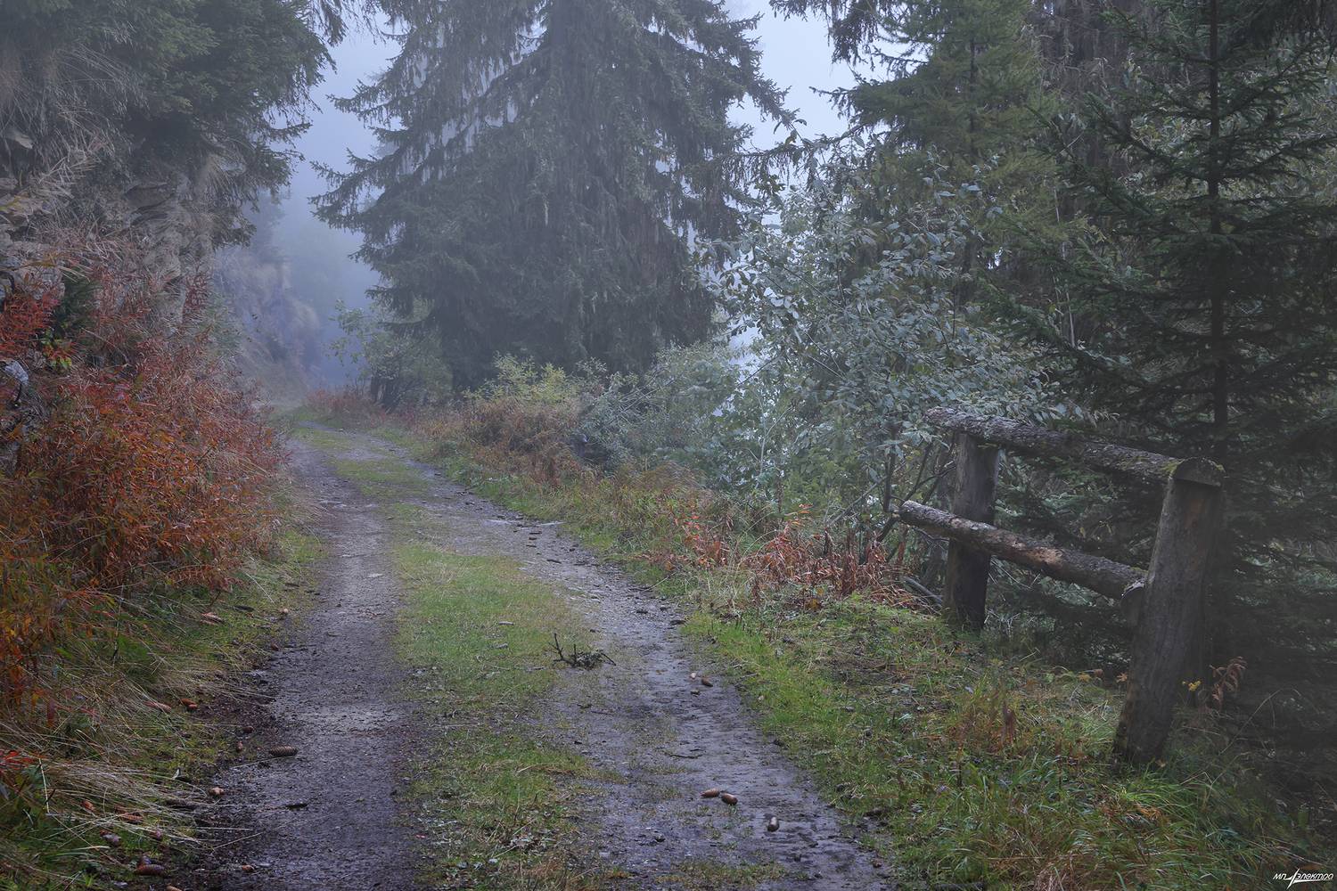 swiss, Матвеев Николай