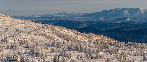 Японский лес и курумник в Шерегеше