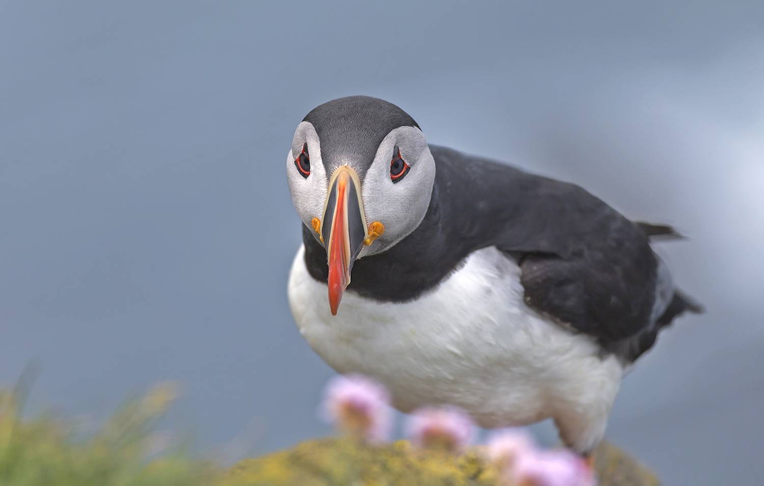 puffin, iceland, birds,  Katrin