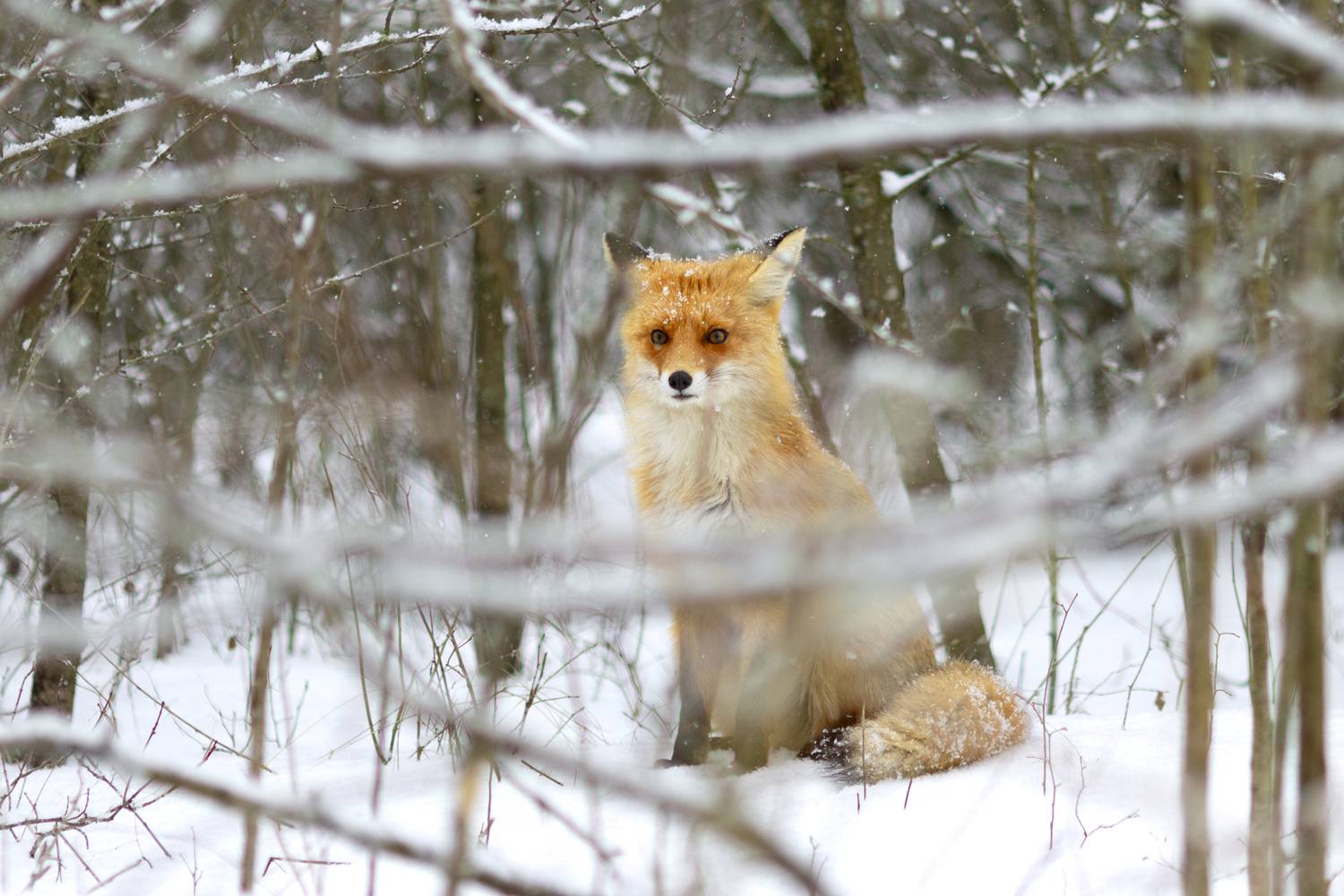 , Валерий Черняк