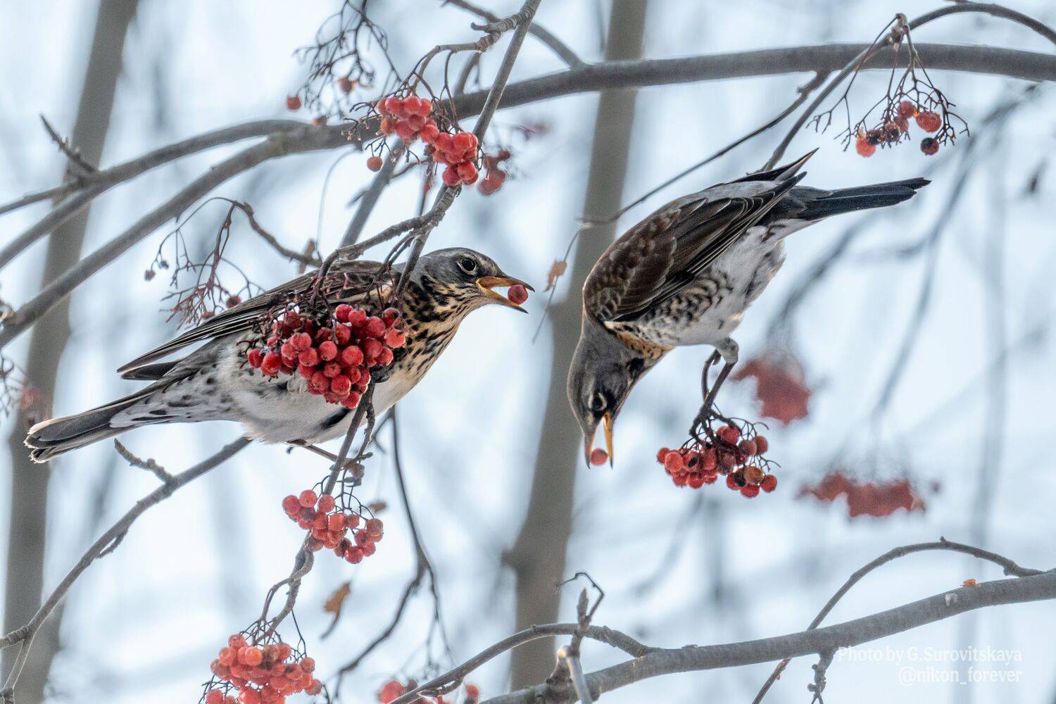 , Галина Суровицкая
