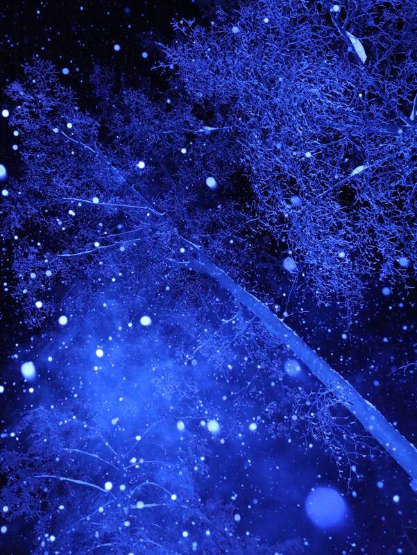 Снежные деревья фото превью