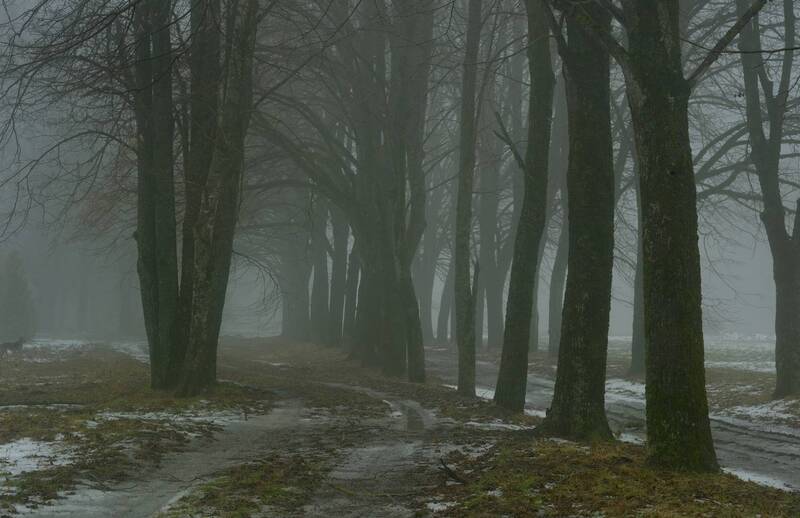 утро, туман, зима Туманное утро фото превью