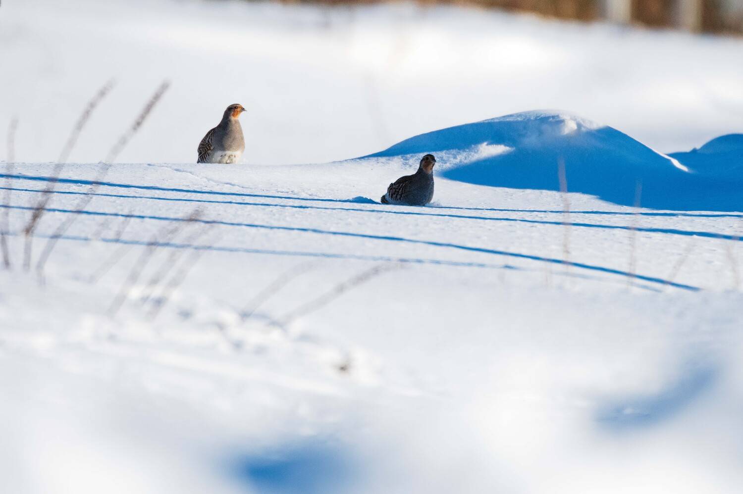 , Павел Ныриков
