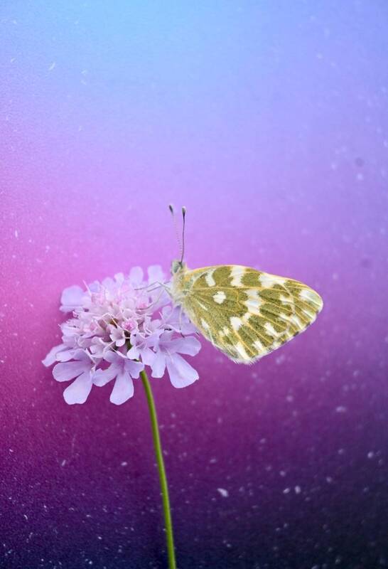 butterfly, farfalle, photography Butterfly фото превью