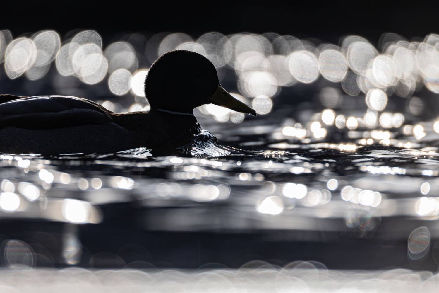 птицы, кряква, утки, утка, контражур, Ruslan Pl