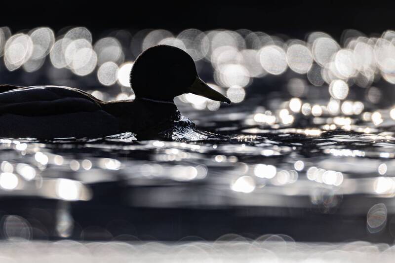 птицы, кряква, утки, утка, контражур  фото превью