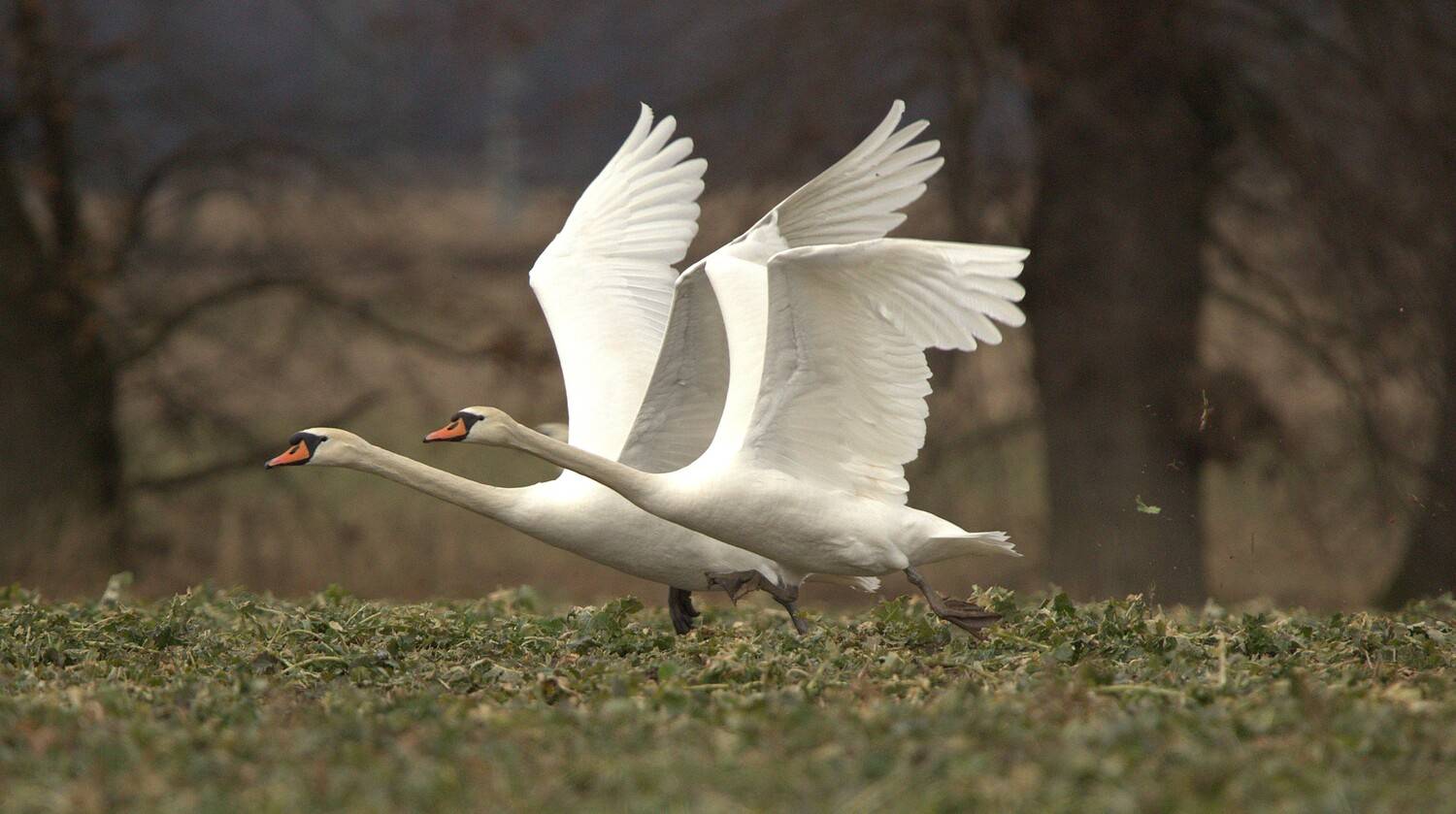 , Janina J?drzejewska-Szombara