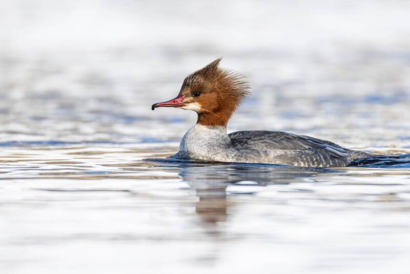 большой крохаль, крохаль, птицы Большой крохаль фото превью
