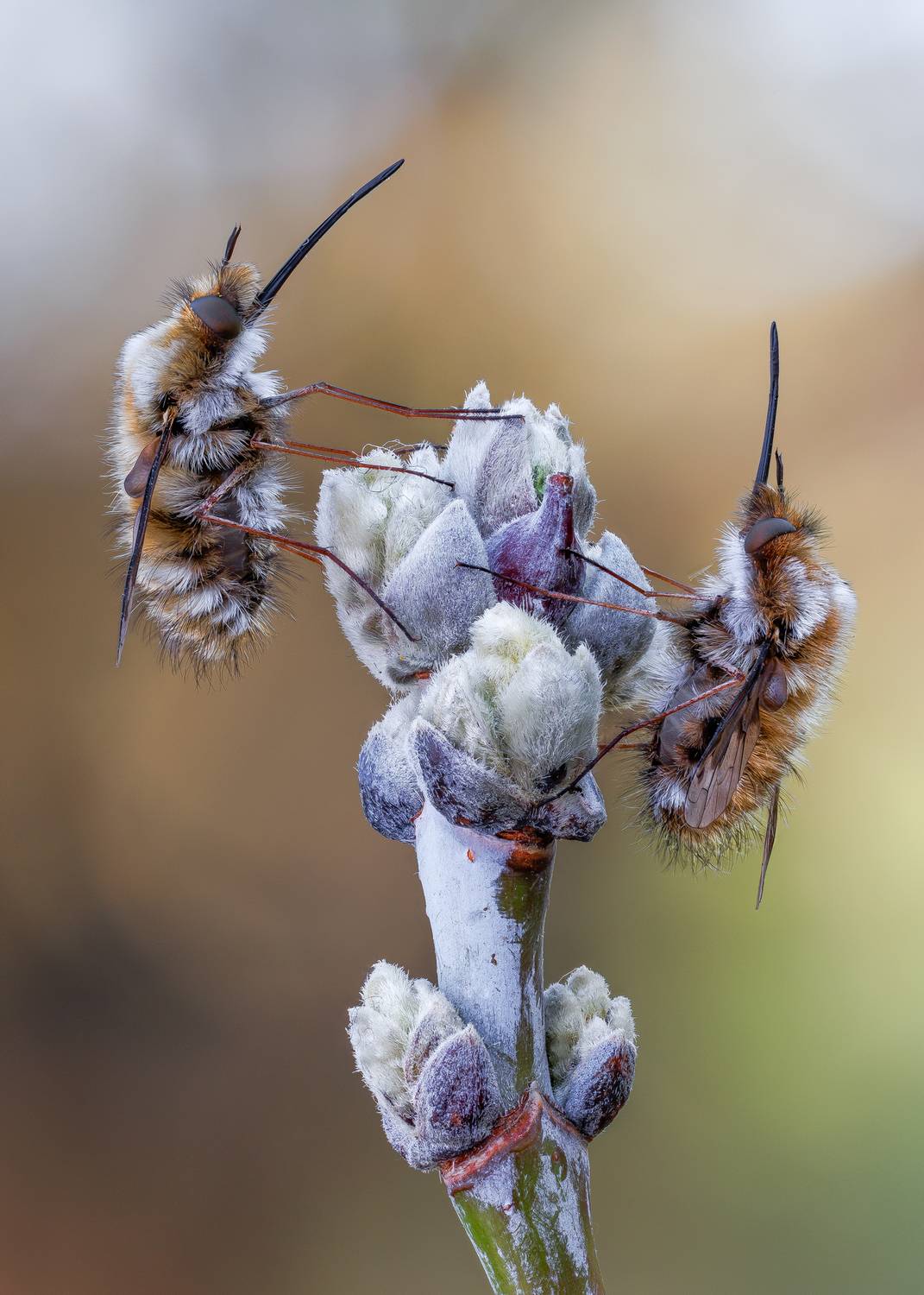, Кузнецов Дмитрий